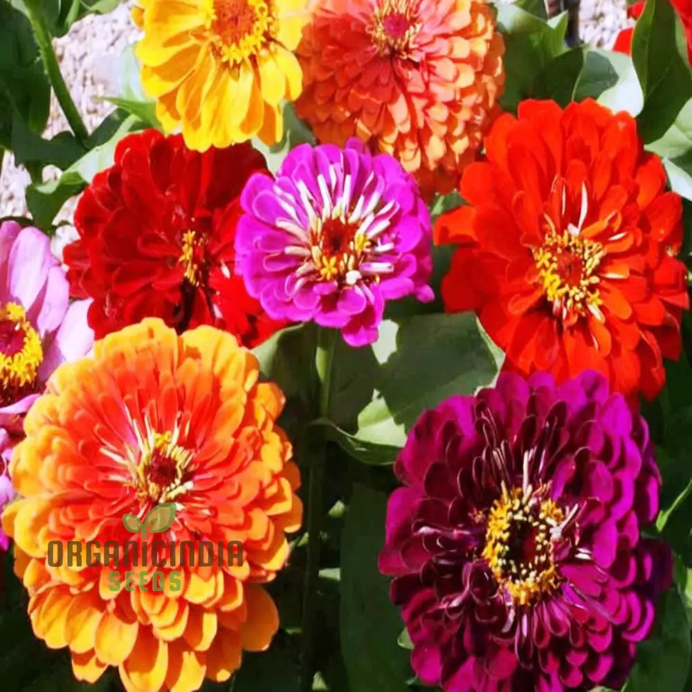 Zinnia Double Mixed Flower Seeds For Vibrant Blooms Premium Planting & Gardening