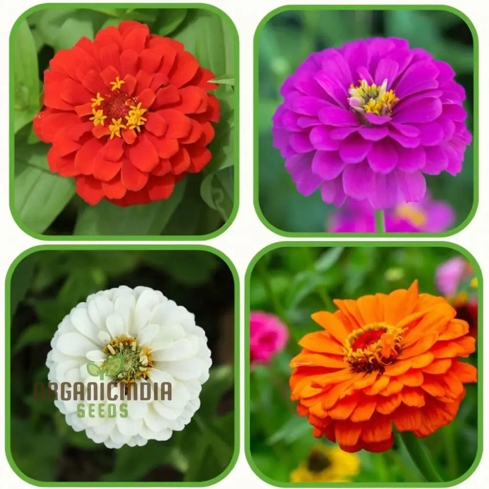 Zinnia Double Mixed Flower Seeds For Vibrant Blooms Premium Planting & Gardening