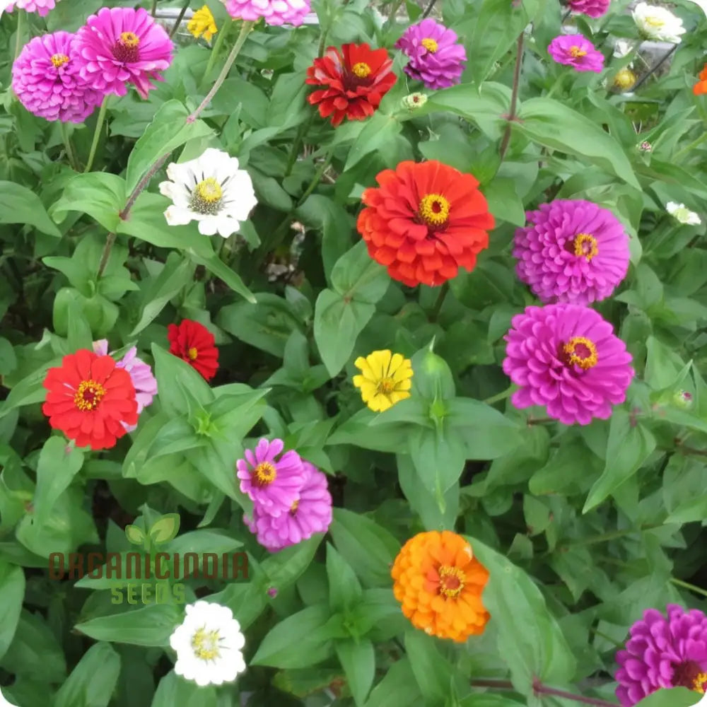 Zinnia Double Mixed Flower Seeds For Vibrant Blooms Premium Planting & Gardening