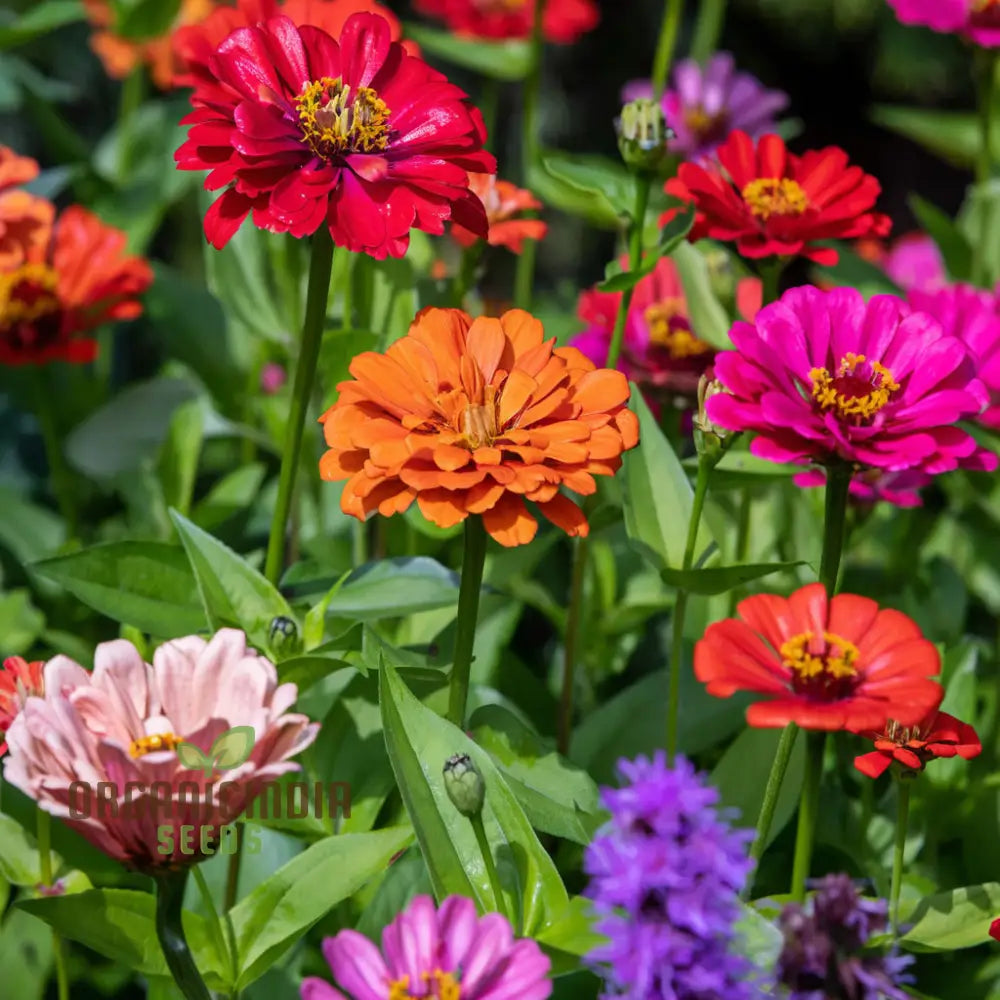 Zinnia Double Mixed Flower Seeds For Vibrant Blooms Premium Planting & Gardening