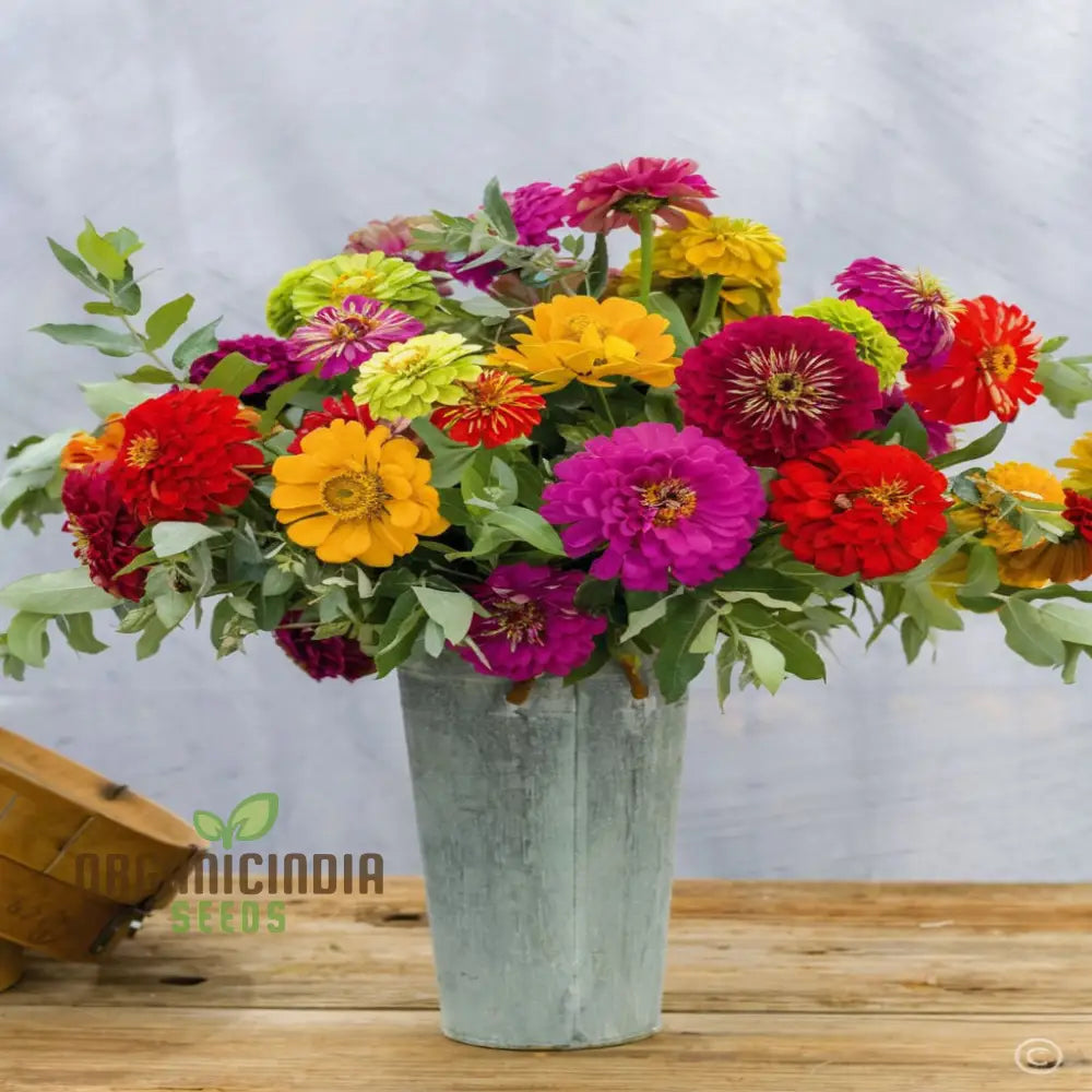 Zinnia Double Mixed Flower Seeds For Vibrant Blooms Premium Planting & Gardening