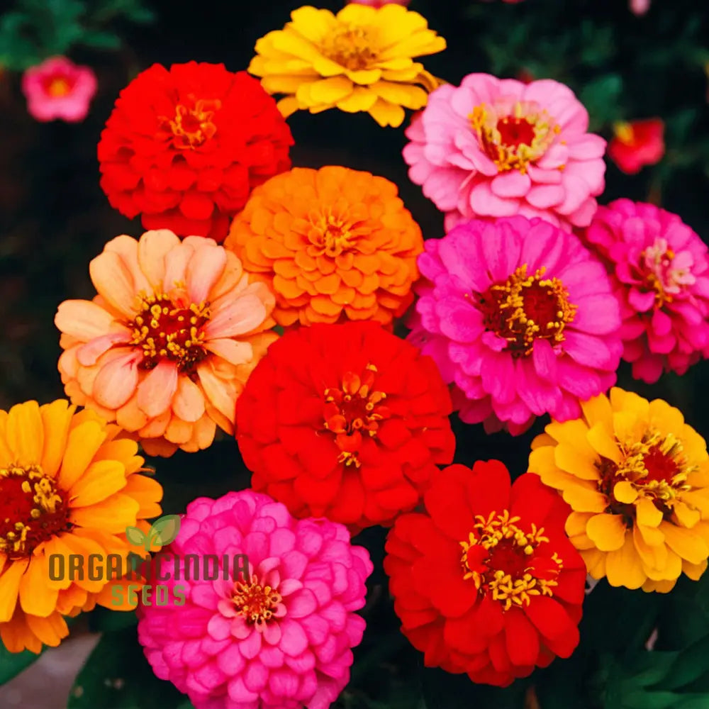 Zinnia Double Mixed Flower Seeds For Vibrant Blooms Premium Planting & Gardening