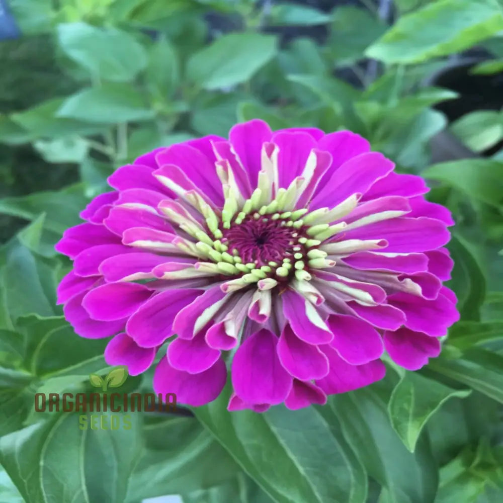 Zinnia Elegans Purple Flower Seeds - Vibrant Easy-To-Grow Blooms For Stunning Garden Seeds