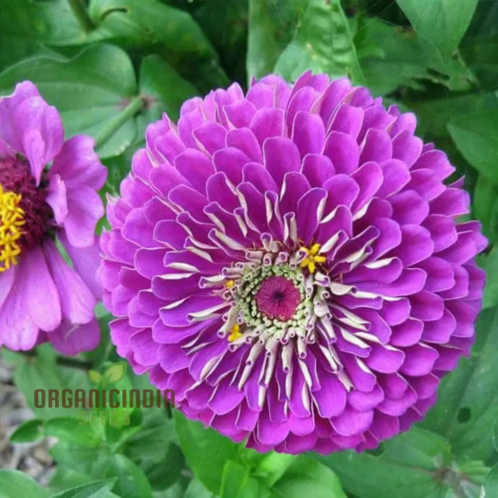 Zinnia Elegans Purple Flower Seeds - Vibrant Easy-To-Grow Blooms For Stunning Garden Seeds