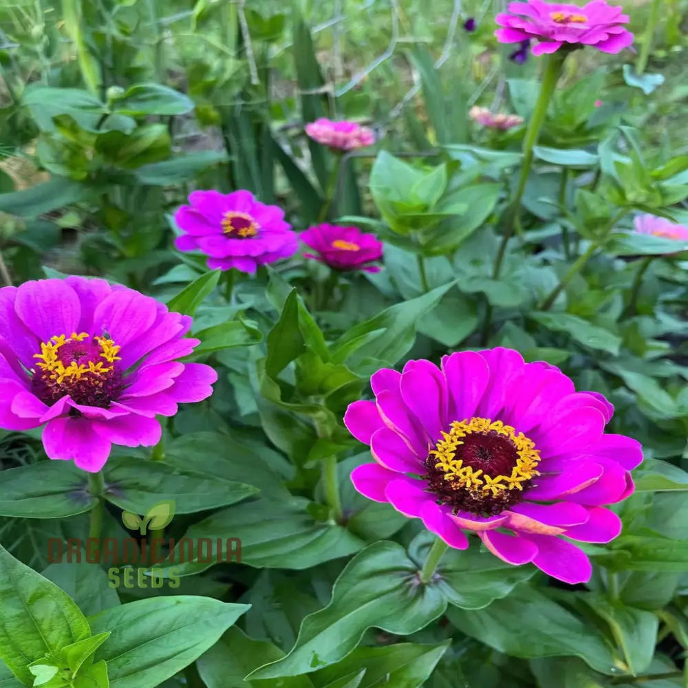 Zinnia Elegans Purple Flower Seeds - Vibrant Easy-To-Grow Blooms For Stunning Garden Seeds