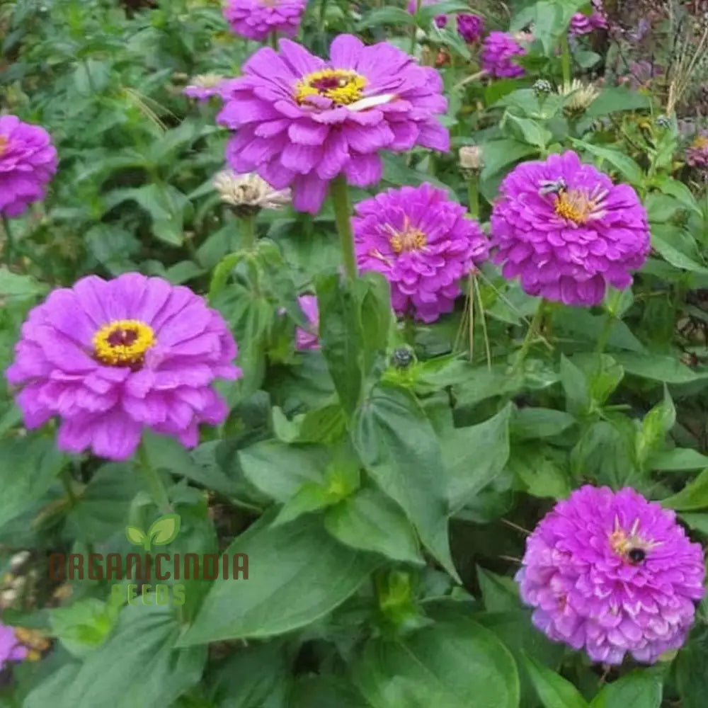 Zinnia Elegans Purple Flower Seeds - Vibrant Easy-To-Grow Blooms For Stunning Garden Seeds