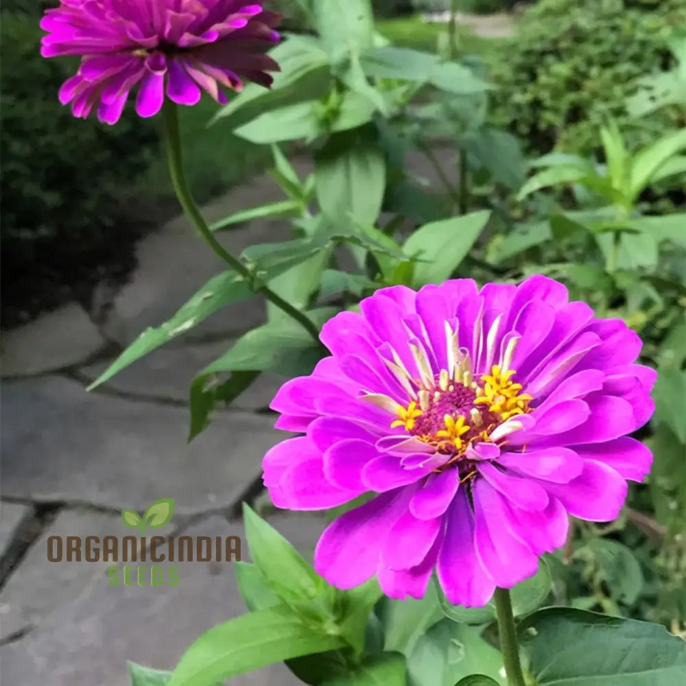 Zinnia Elegans Purple Flower Seeds - Vibrant Easy-To-Grow Blooms For Stunning Garden Seeds