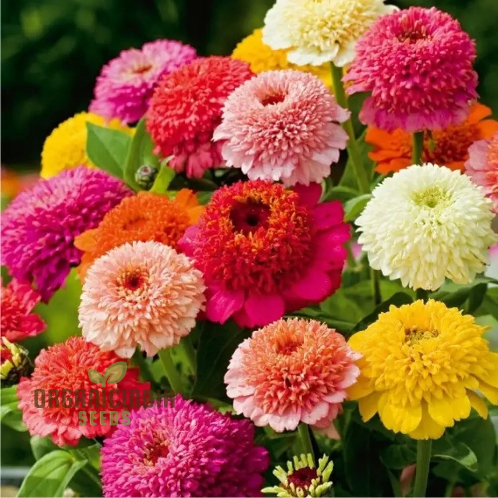 Zinnia Elegans Scabiosa Mix Flower Seeds For Planting 100 Pcs Seeds