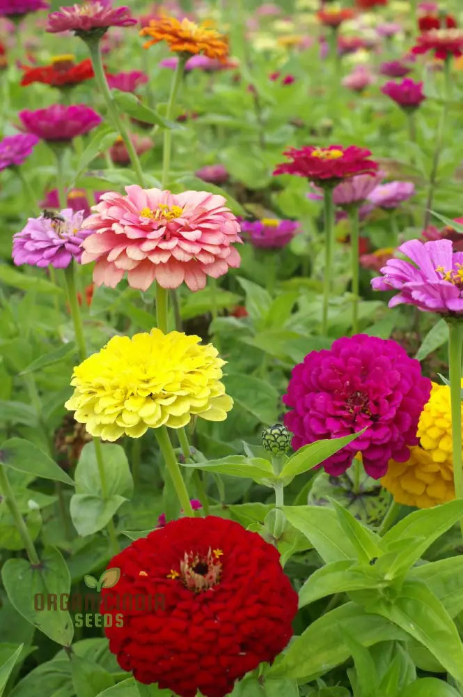 Zinnia Elegans Scabiosa Mix Flower Seeds For Planting 100 Pcs Seeds