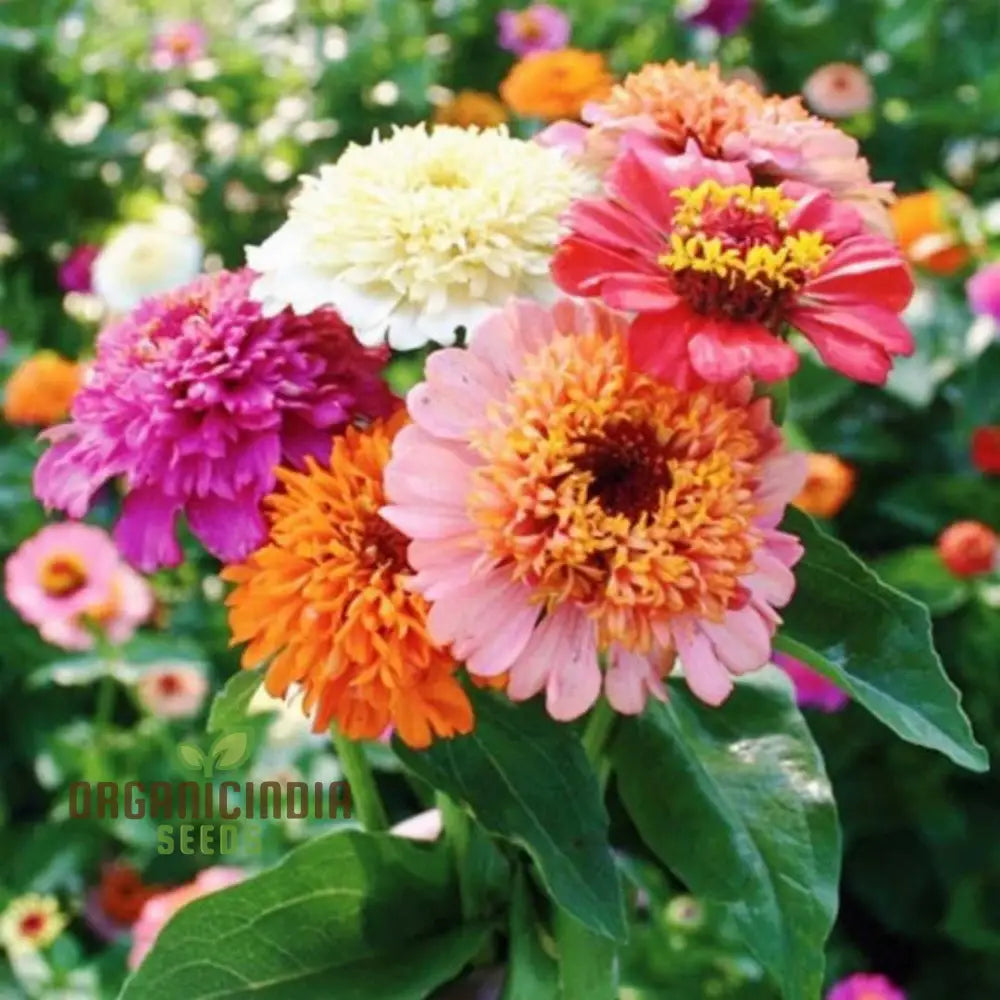 Zinnia Elegans Scabiosa Mix Flower Seeds For Planting 100 Pcs Seeds