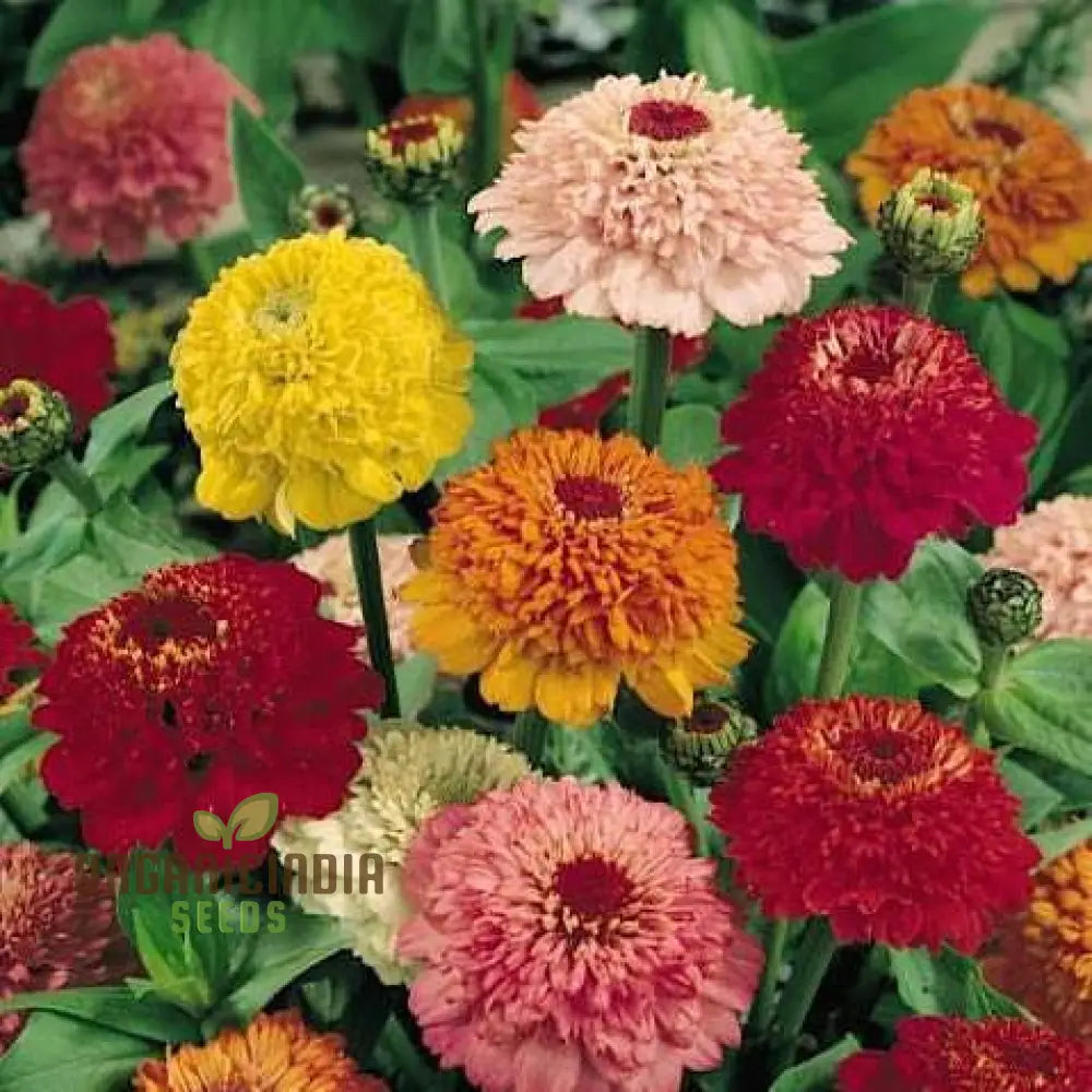 Zinnia Elegans Scabiosa Mix Flower Seeds For Planting 100 Pcs Seeds