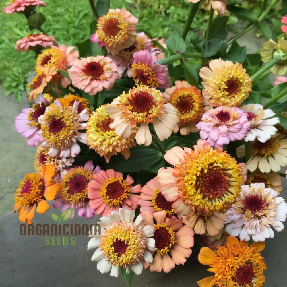 Zinnia Elegans Scabiosa Mix Flower Seeds For Planting 100 Pcs Seeds