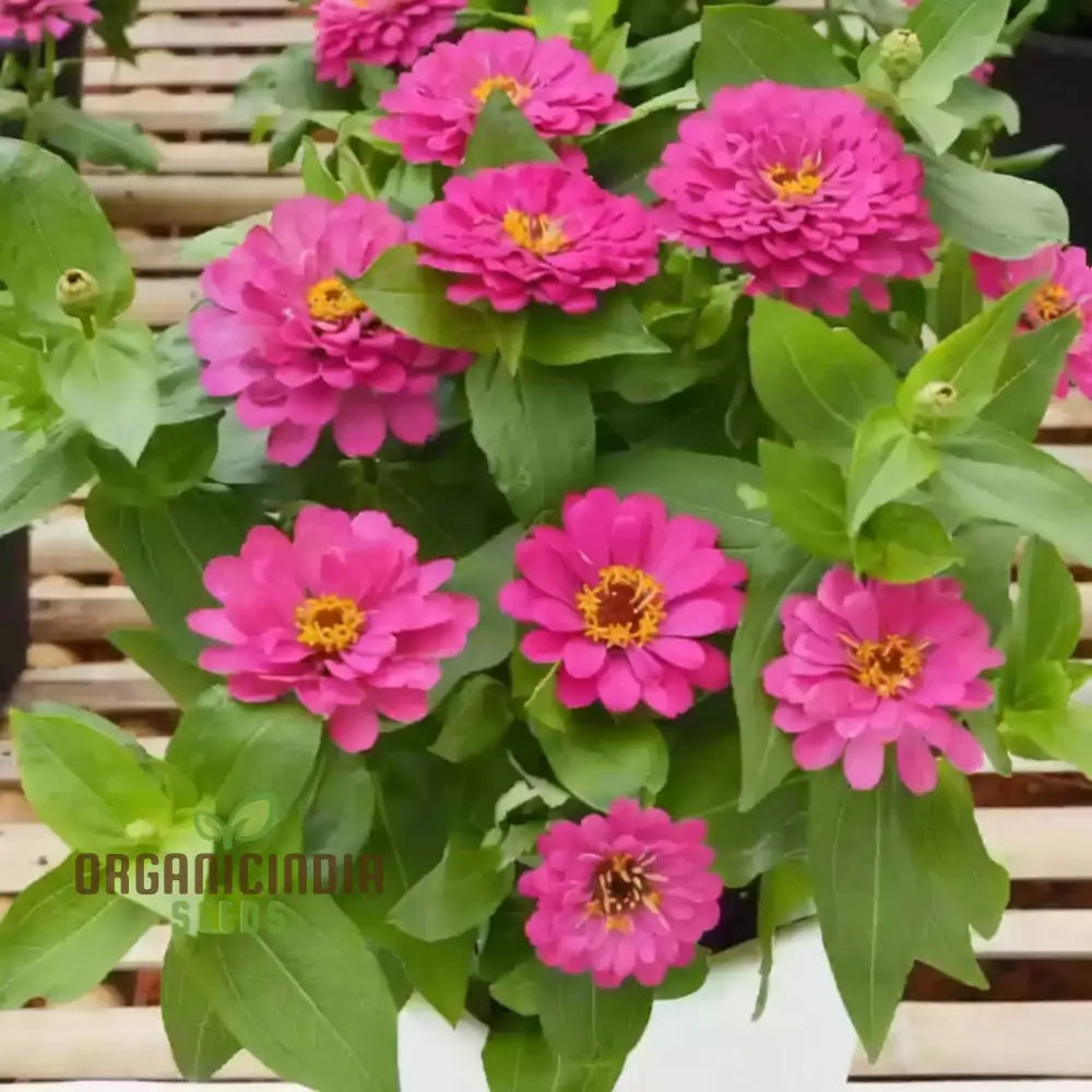 Zinnia Imported Dark Pink Flower Seeds High Germination Vibrant Blooms For Gardens Seeds