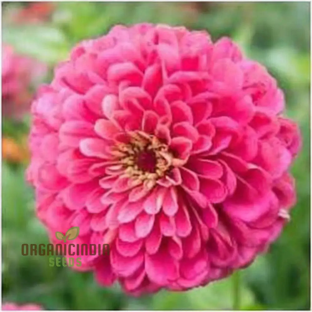 Zinnia Imported Dark Pink Flower Seeds High Germination Vibrant Blooms For Gardens Seeds