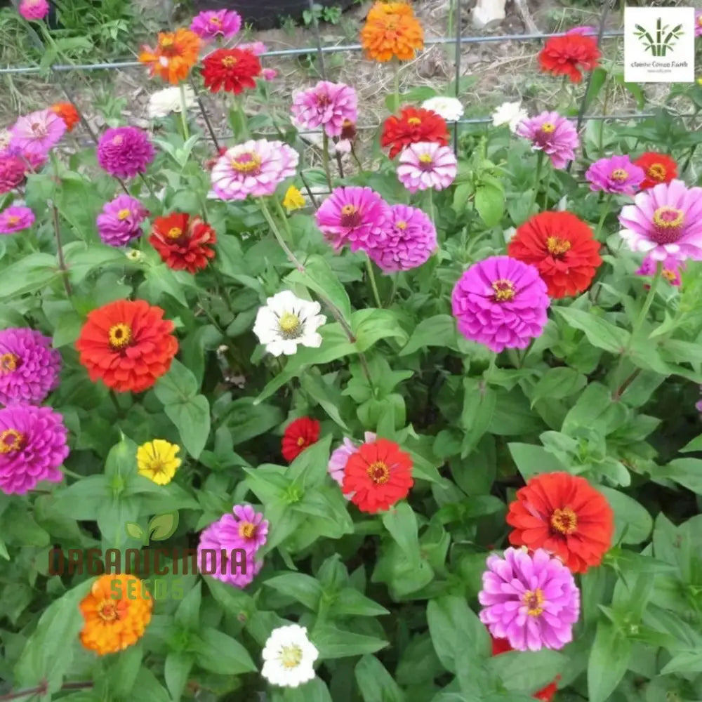 Zinnia Imported Dark Pink Flower Seeds High Germination Vibrant Blooms For Gardens Seeds