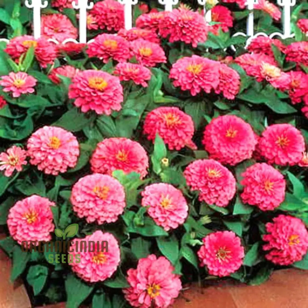 Zinnia Imported Dark Pink Flower Seeds High Germination Vibrant Blooms For Gardens Seeds