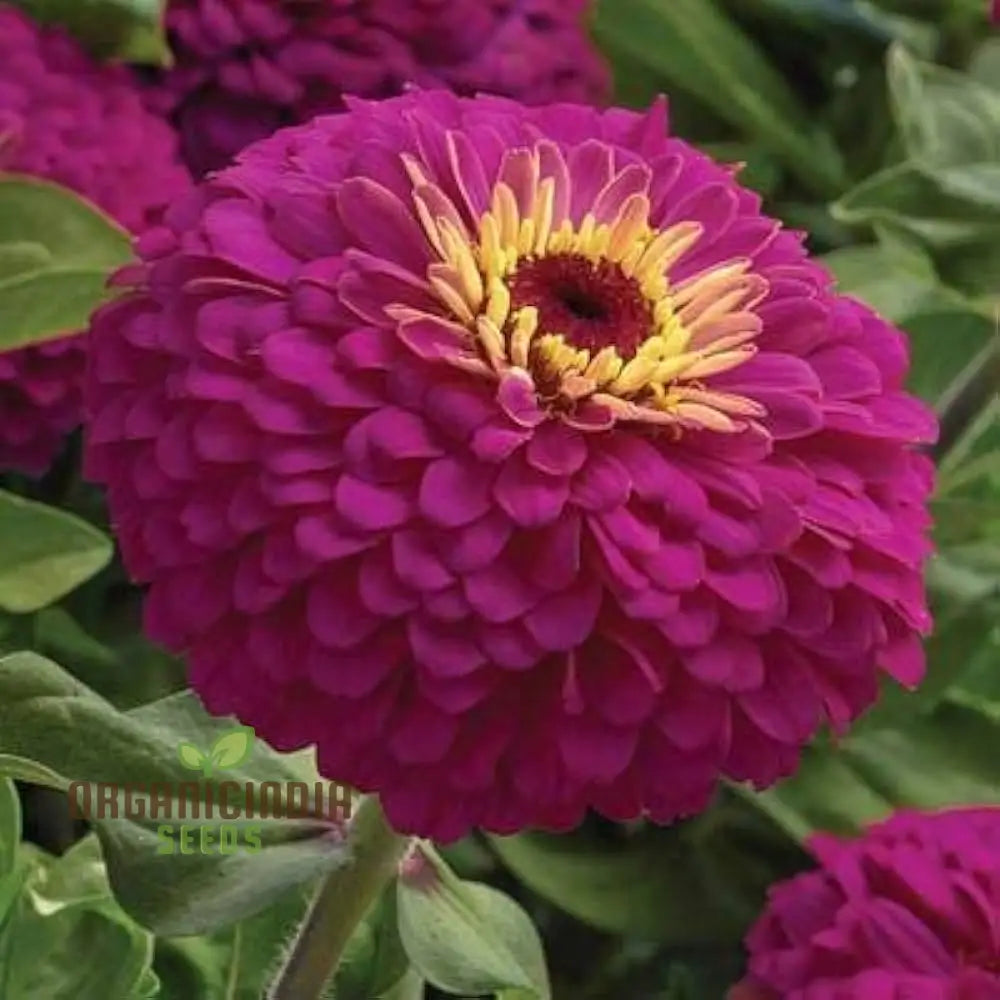 Zinnia Imported Flower Seeds - Purple | Perfect For Gardening Enthusiasts High-Quality Vibrant