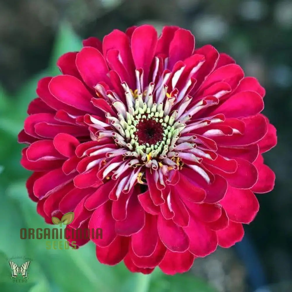 Zinnia Imported Flower Seeds - Purple | Perfect For Gardening Enthusiasts High-Quality Vibrant