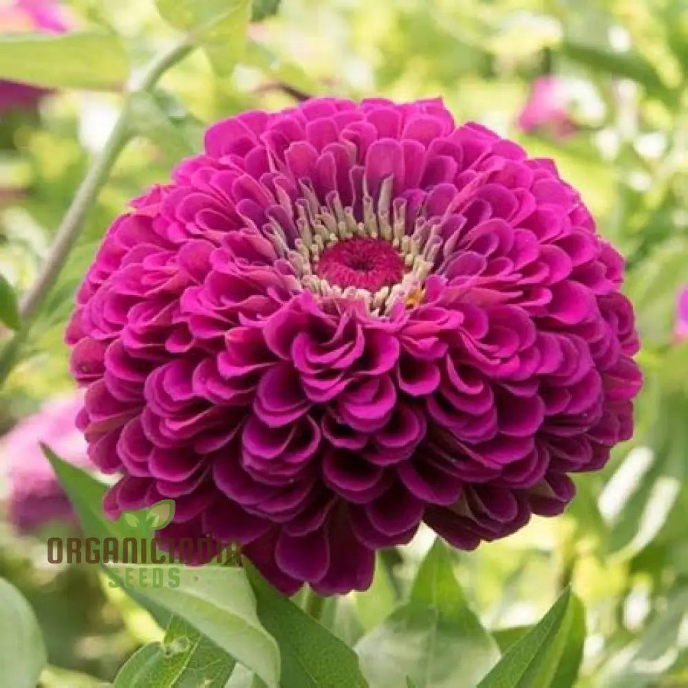 Zinnia Imported Flower Seeds - Purple | Perfect For Gardening Enthusiasts High-Quality Vibrant