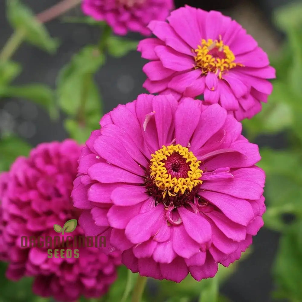 Zinnia Imported Flower Seeds - Purple | Perfect For Gardening Enthusiasts High-Quality Vibrant