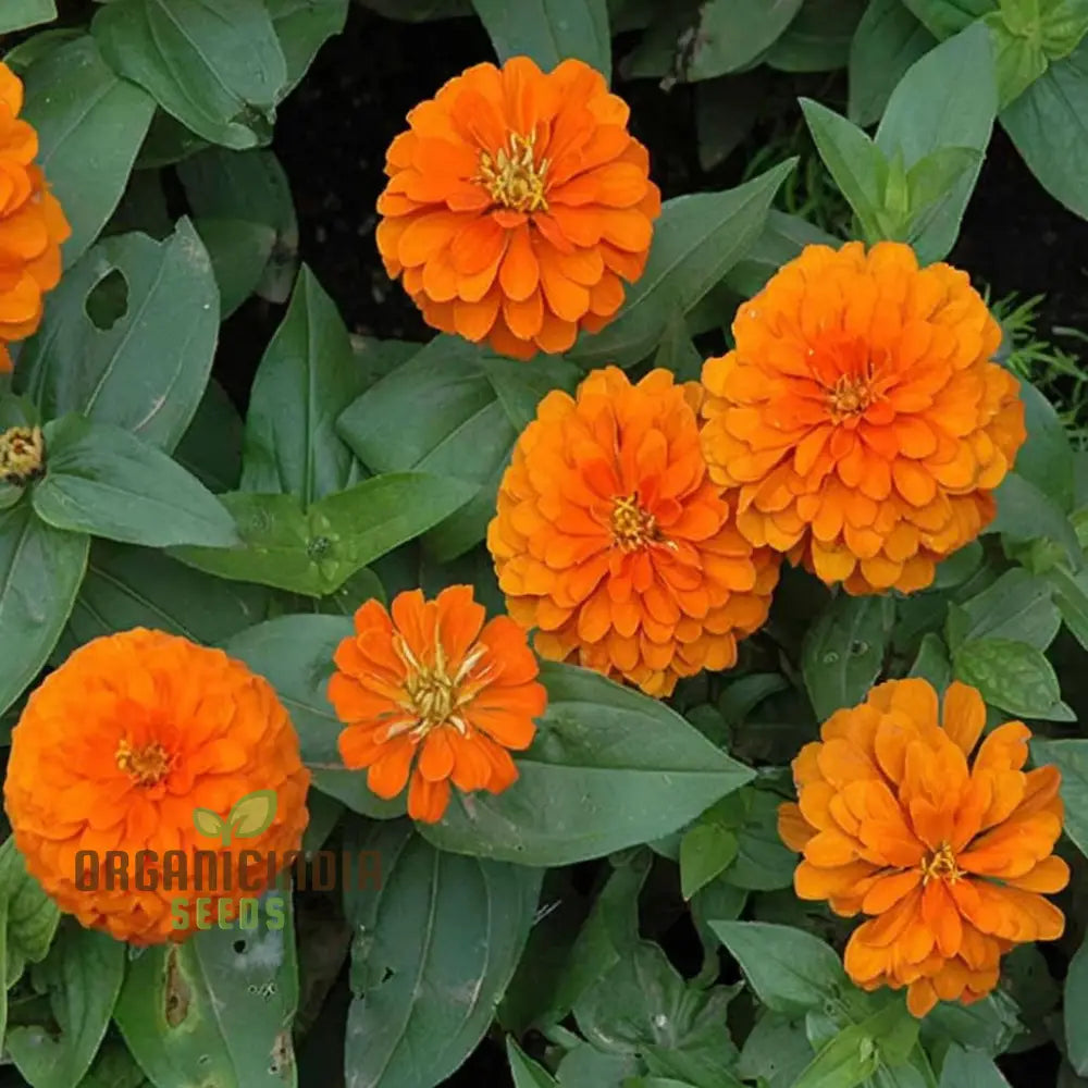 Zinnia Orange King Flower Seeds Vibrant Blooms Easy To Grow Adds Cheer Your Garden Seeds