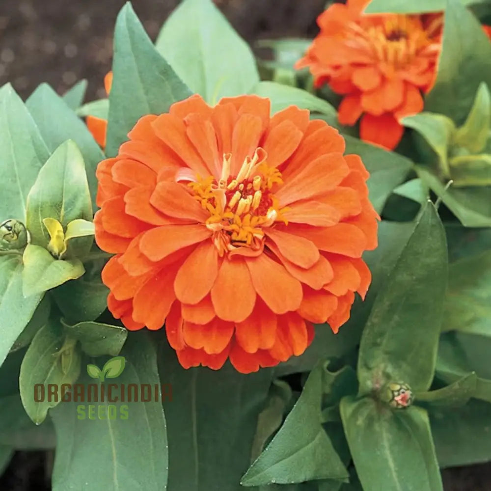 Zinnia Orange King Flower Seeds Vibrant Blooms Easy To Grow Adds Cheer Your Garden Seeds