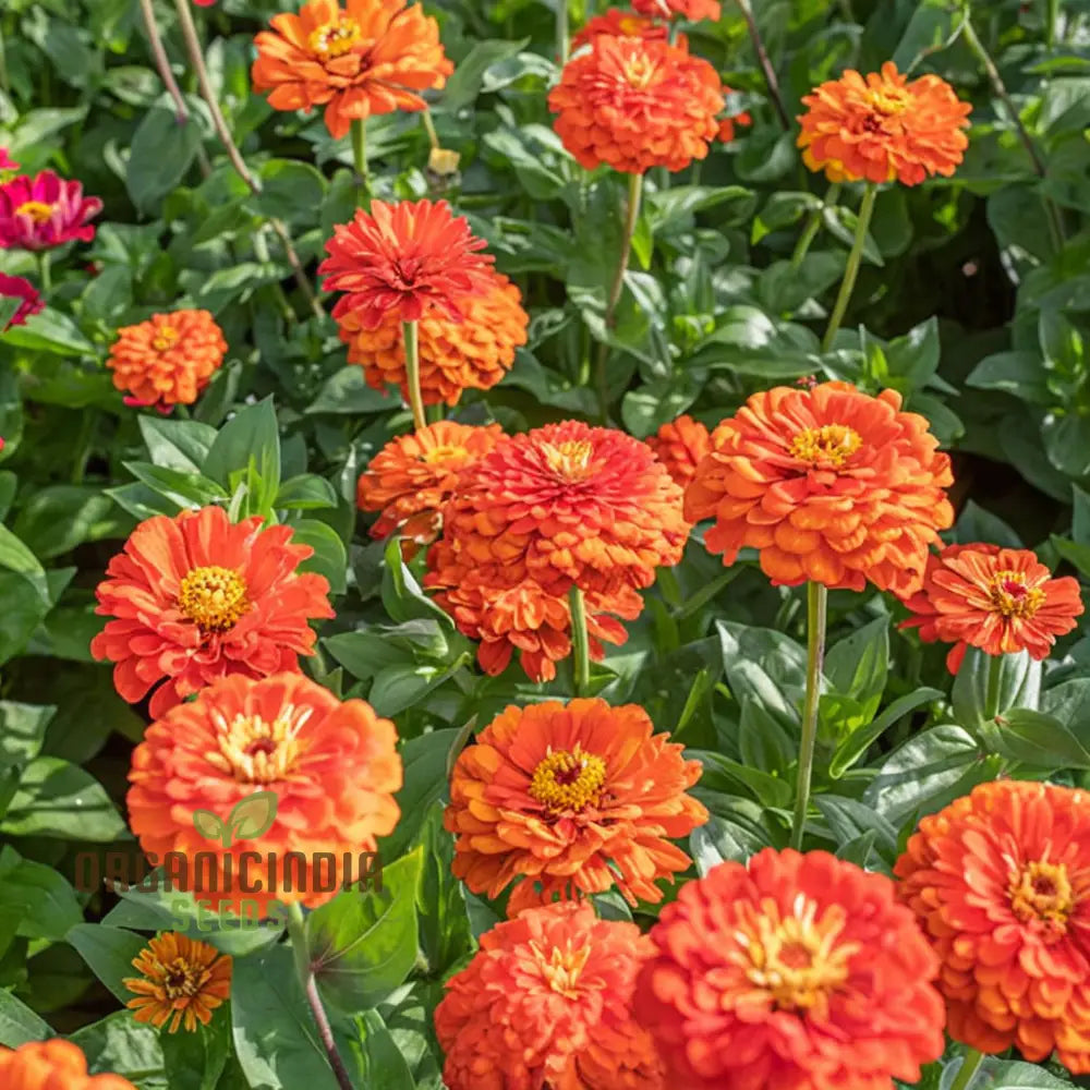 Zinnia Orange King Flower Seeds Vibrant Blooms Easy To Grow Adds Cheer Your Garden Seeds