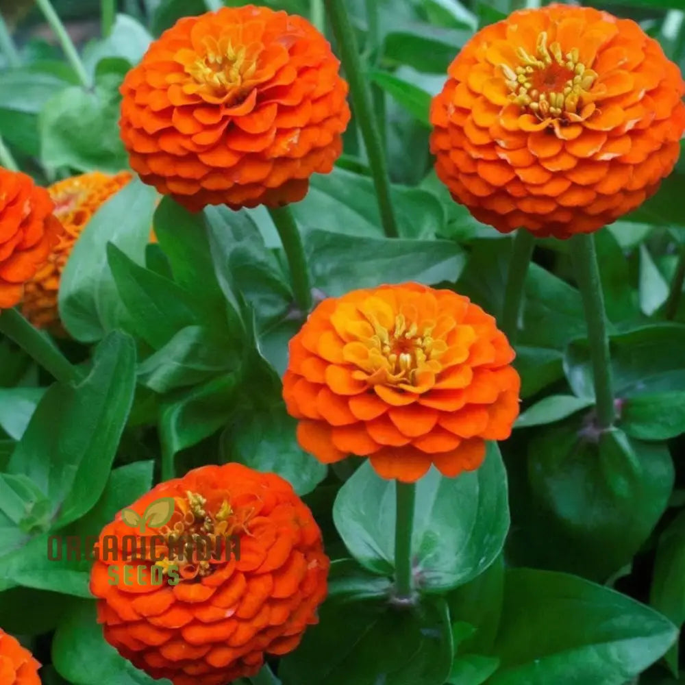 Zinnia Orange King Flower Seeds Vibrant Blooms Easy To Grow Adds Cheer Your Garden Seeds