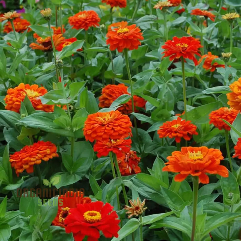 Zinnia Orange King Flower Seeds Vibrant Blooms Easy To Grow Adds Cheer Your Garden Seeds