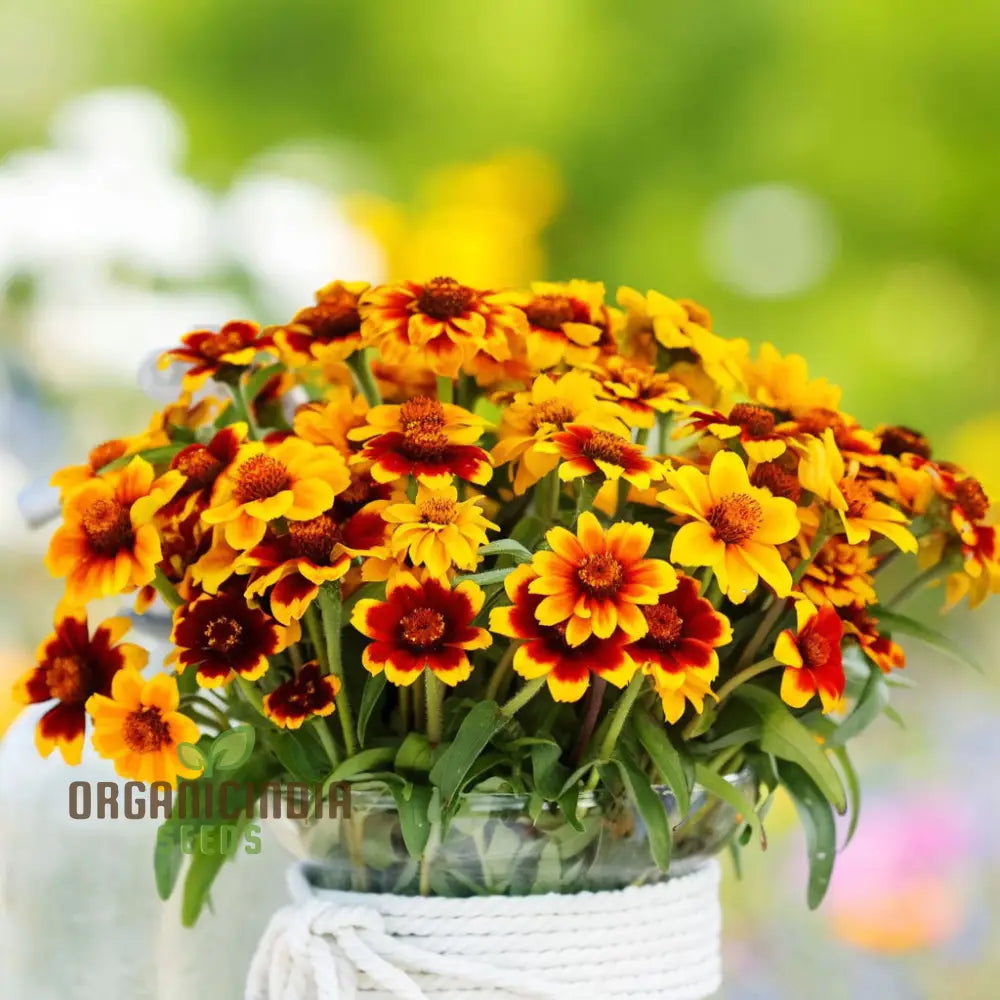 Zinnia Persian Carpet Mixed Flower Seeds Create A Tapestry Of Vibrant Blooms For Your Garden Seeds