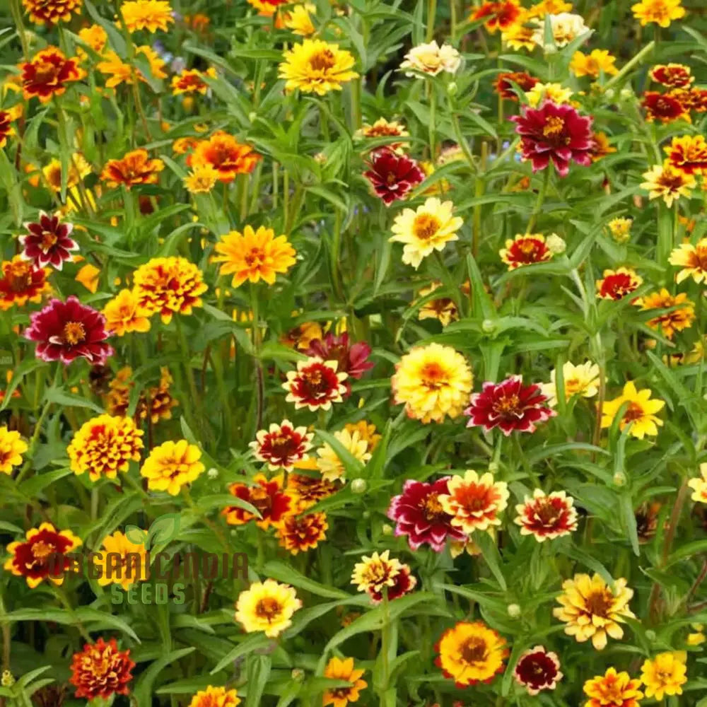 Zinnia Persian Carpet Mixed Flower Seeds Create A Tapestry Of Vibrant Blooms For Your Garden Seeds