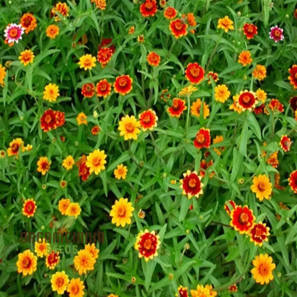 Zinnia Persian Carpet Mixed Flower Seeds Create A Tapestry Of Vibrant Blooms For Your Garden Seeds