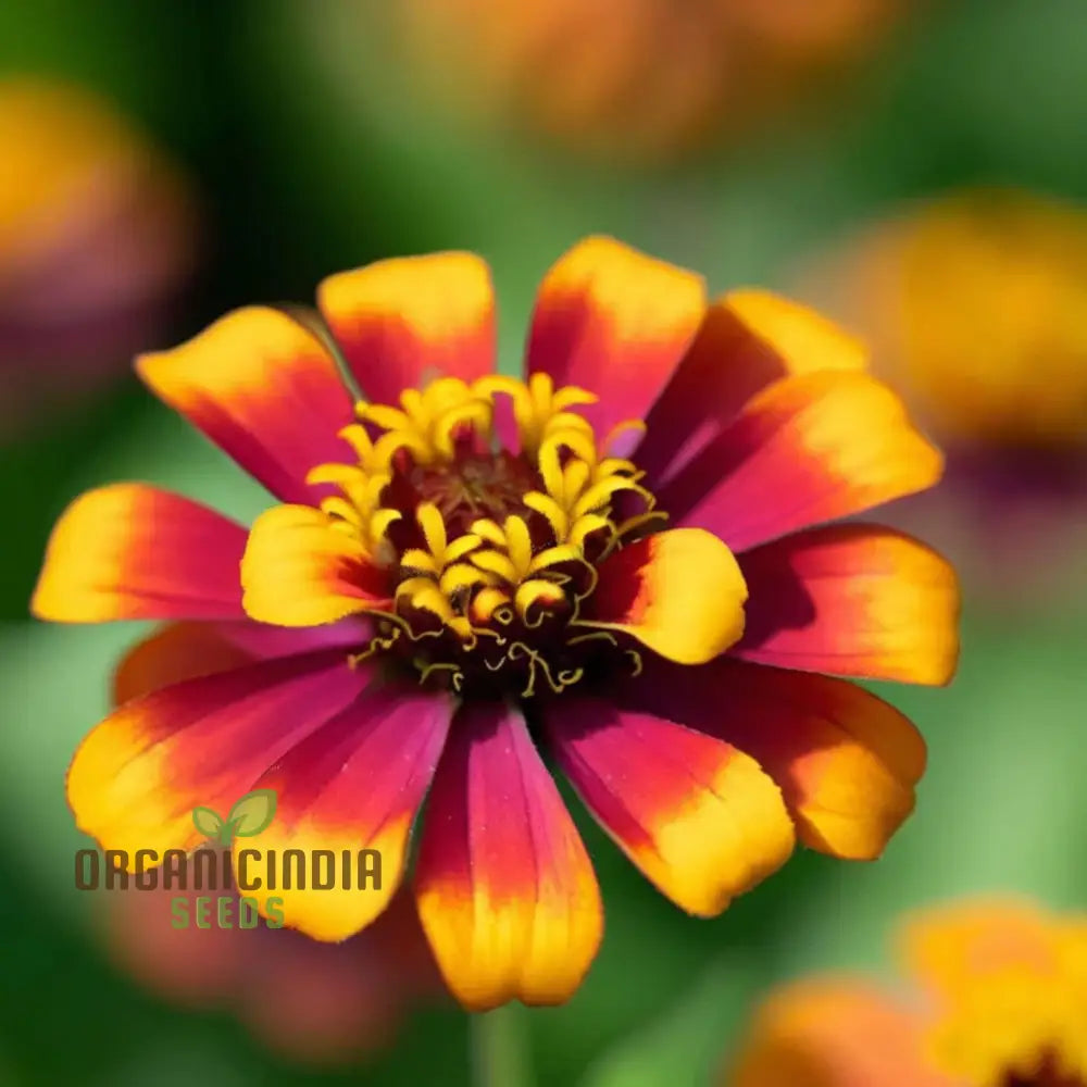 Zinnia Persian Carpet Mixed Flower Seeds Create A Tapestry Of Vibrant Blooms For Your Garden Seeds