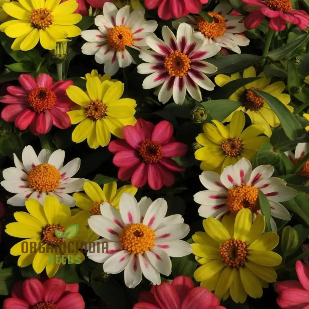 Zinnia Seeds - Raspberry Lemonade – Elevate Your Gardening With Vibrant Eye-Catching Blooms!