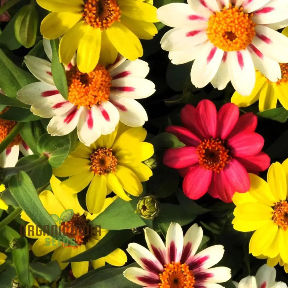 Zinnia Seeds - Raspberry Lemonade – Elevate Your Gardening With Vibrant Eye-Catching Blooms!