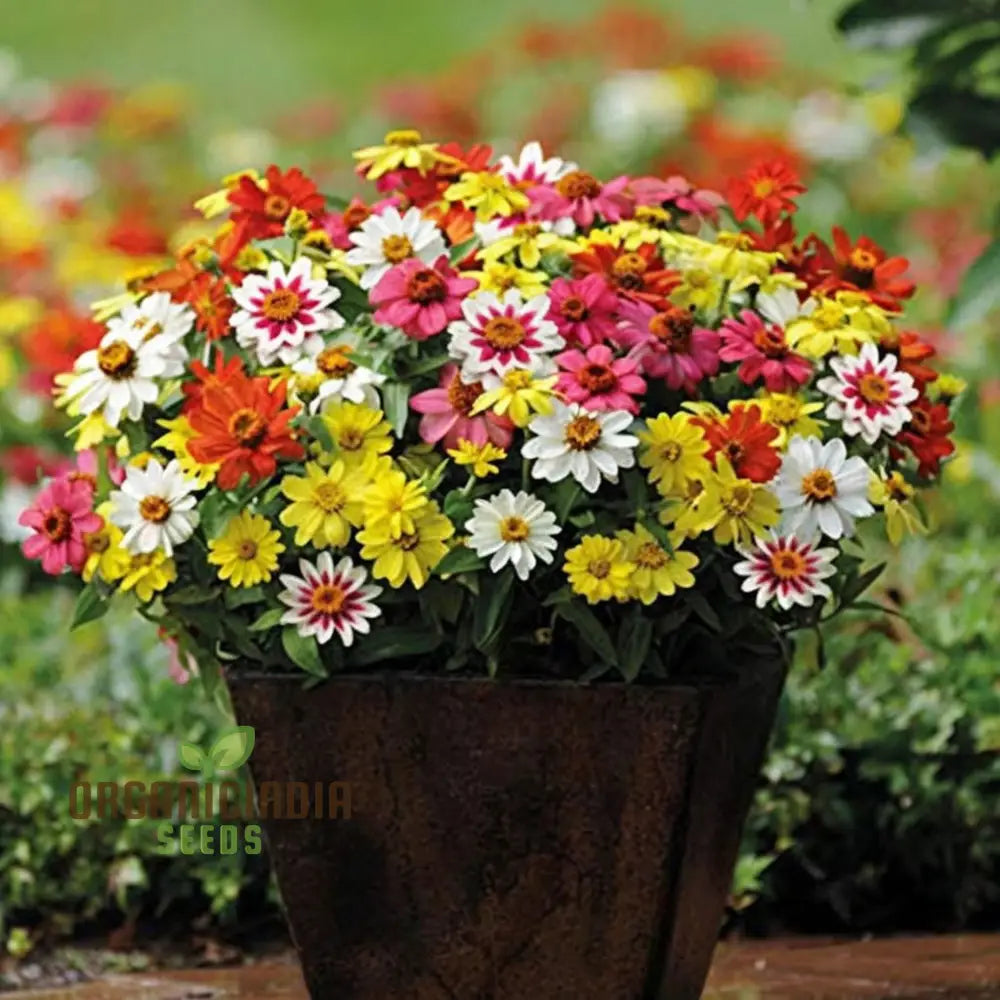 Zinnia Seeds - Raspberry Lemonade – Elevate Your Gardening With Vibrant Eye-Catching Blooms!