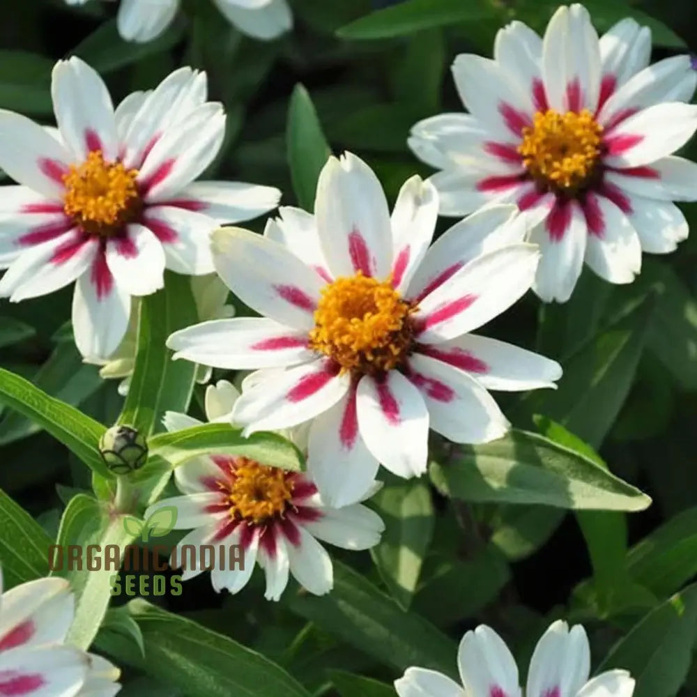 Zinnia Zahara Rose Flower Seeds: Premium Quality Grow Your Garden With Vibrant Colorful Blooms And