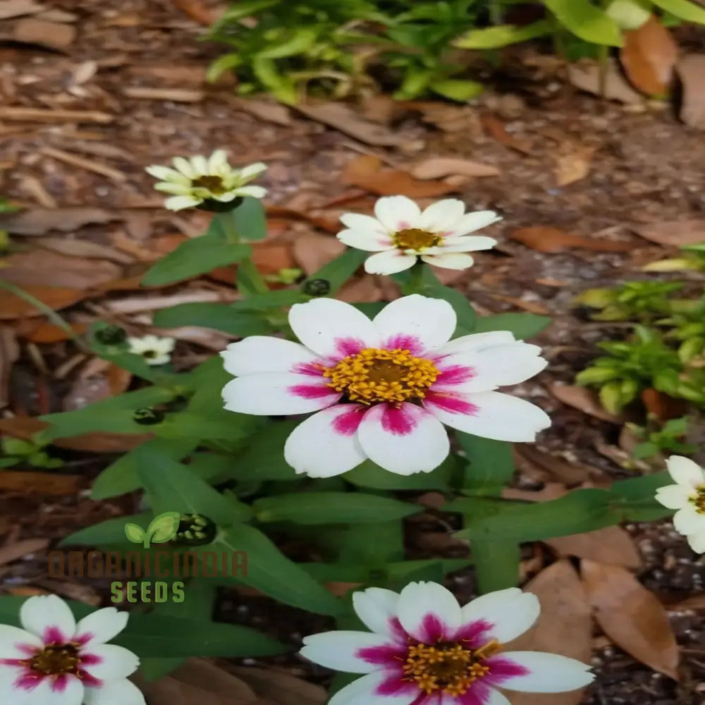 Zinnia Zahara Rose Flower Seeds: Premium Quality Grow Your Garden With Vibrant Colorful Blooms And