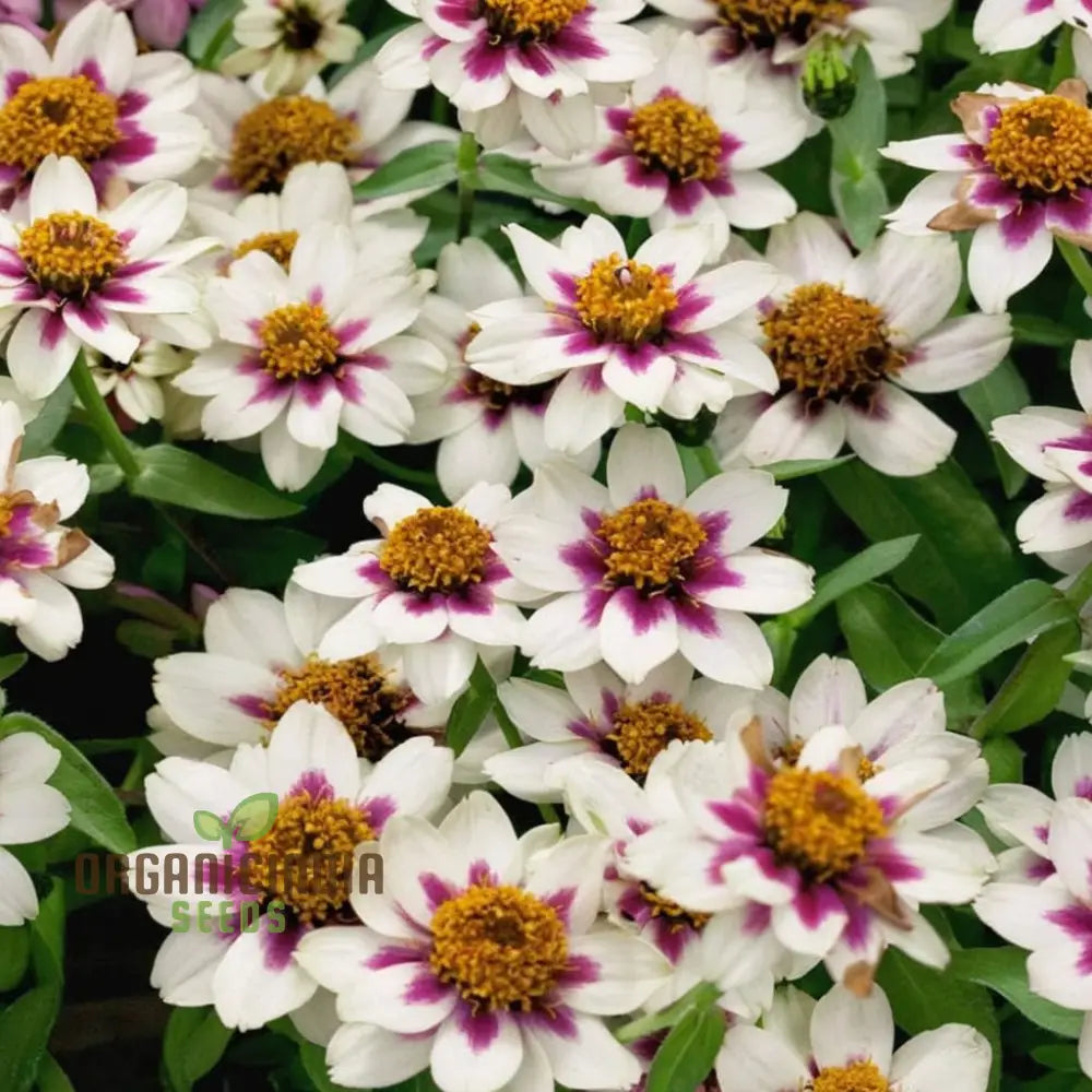 Zinnia Zahara Rose Flower Seeds: Premium Quality Grow Your Garden With Vibrant Colorful Blooms And