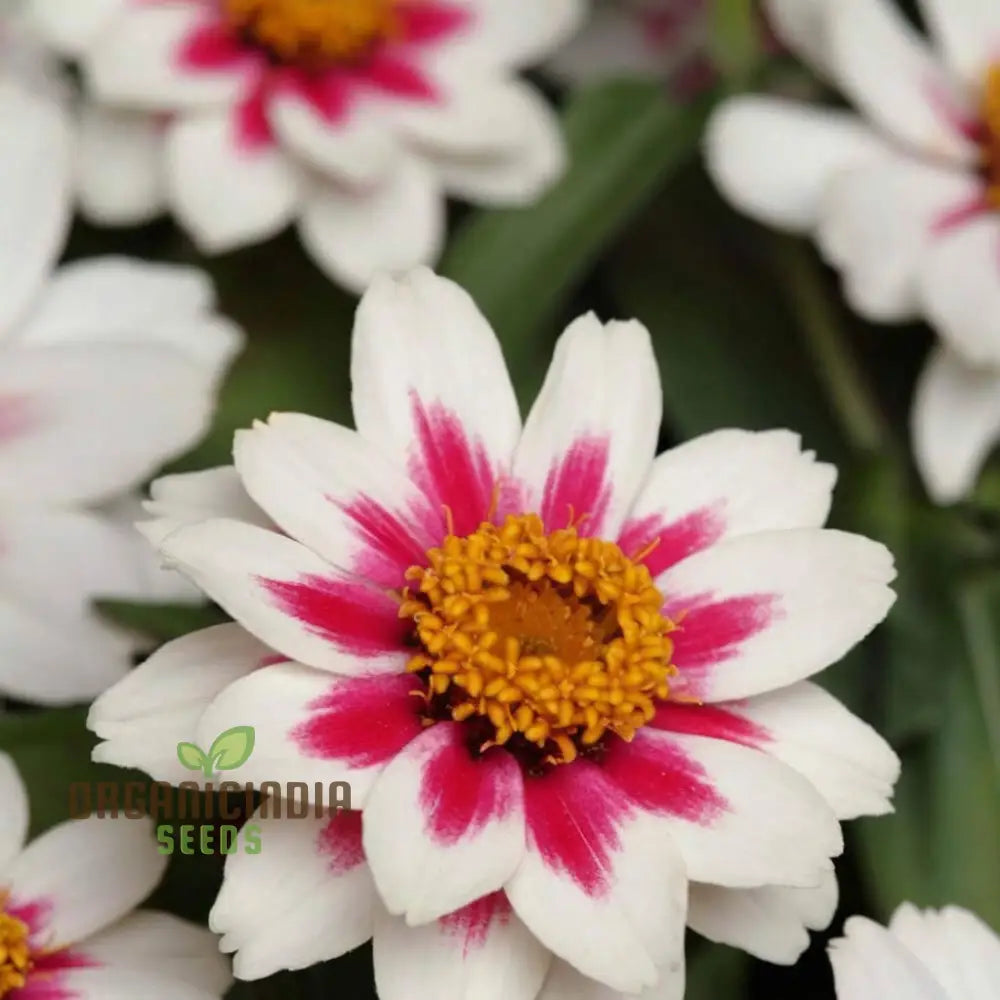 Zinnia Zahara Rose Flower Seeds: Premium Quality Grow Your Garden With Vibrant Colorful Blooms And