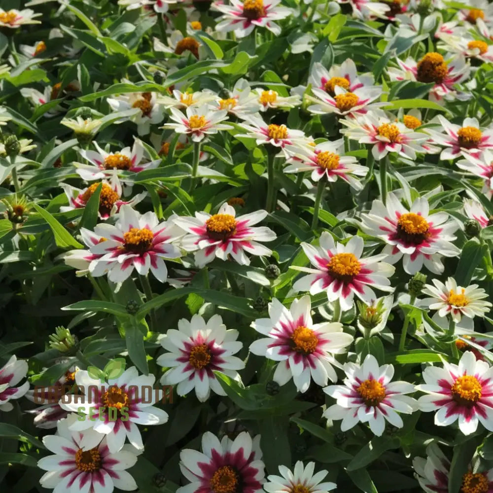 Zinnia Zahara Rose Flower Seeds: Premium Quality Grow Your Garden With Vibrant Colorful Blooms And