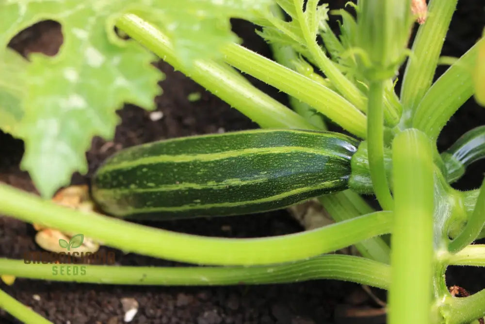 Zucchini Courgette Safari Vegetable Seeds Cultivate A Bountiful Harvest Of Delicious And Nutritious