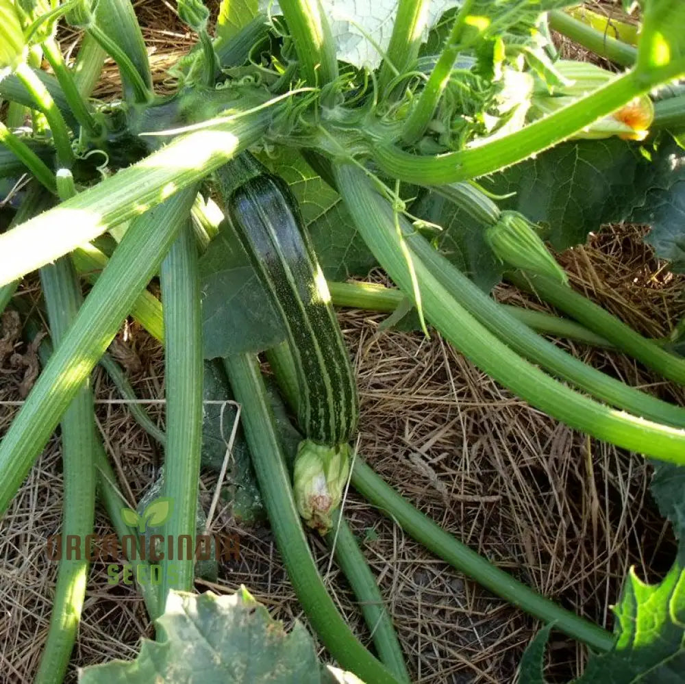 Zucchini Courgette Safari Vegetable Seeds Cultivate A Bountiful Harvest Of Delicious And Nutritious