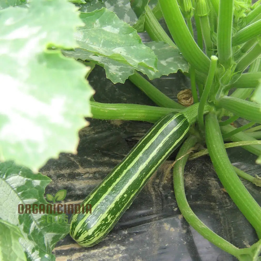 Zucchini Courgette Safari Vegetable Seeds Cultivate A Bountiful Harvest Of Delicious And Nutritious