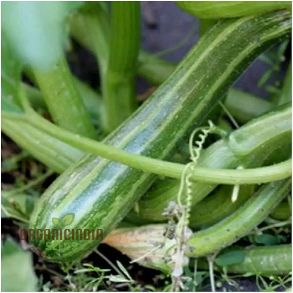 Zucchini Courgette Safari Vegetable Seeds Cultivate A Bountiful Harvest Of Delicious And Nutritious