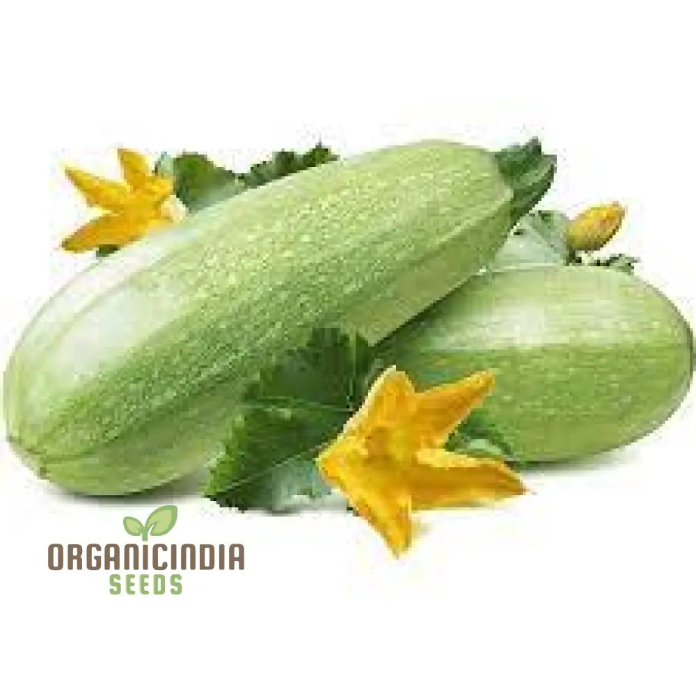 Zucchini - Grey (Lebanese) Seeds For Planting Premium Quality Gardening