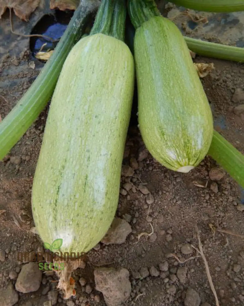 Zucchini - Grey (Lebanese) Seeds For Planting Premium Quality Gardening