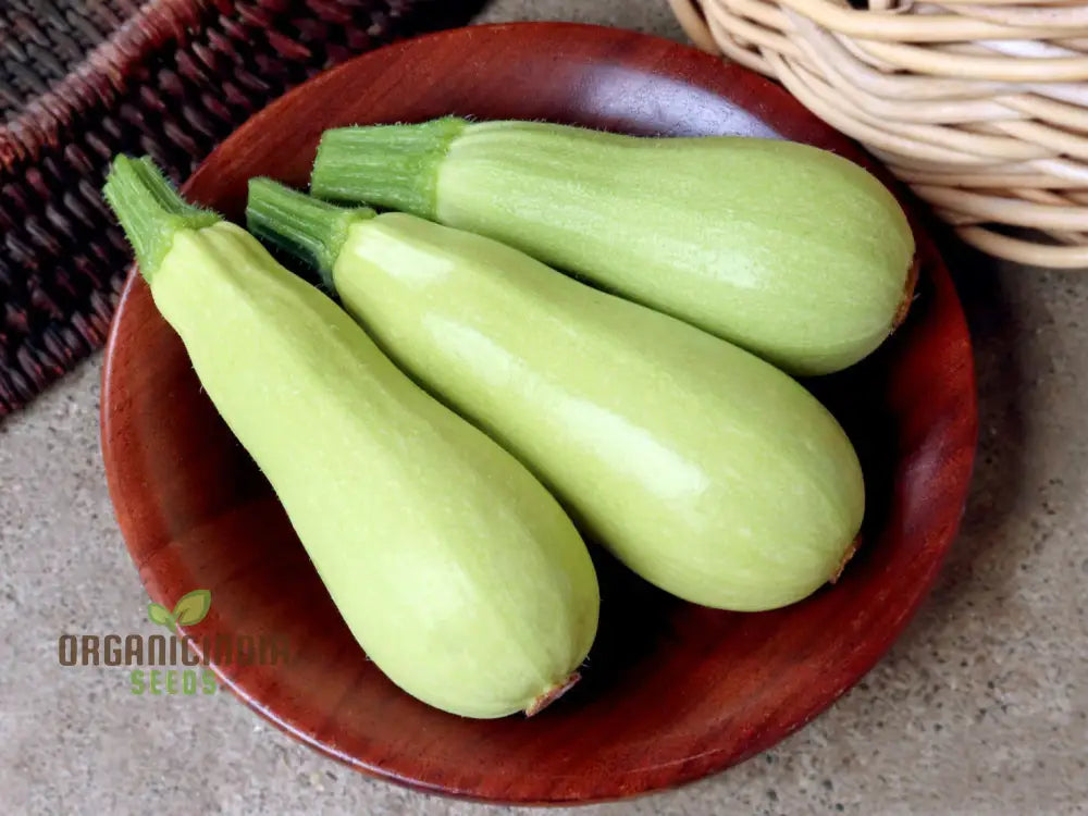 Zucchini - Grey (Lebanese) Seeds For Planting Premium Quality Gardening