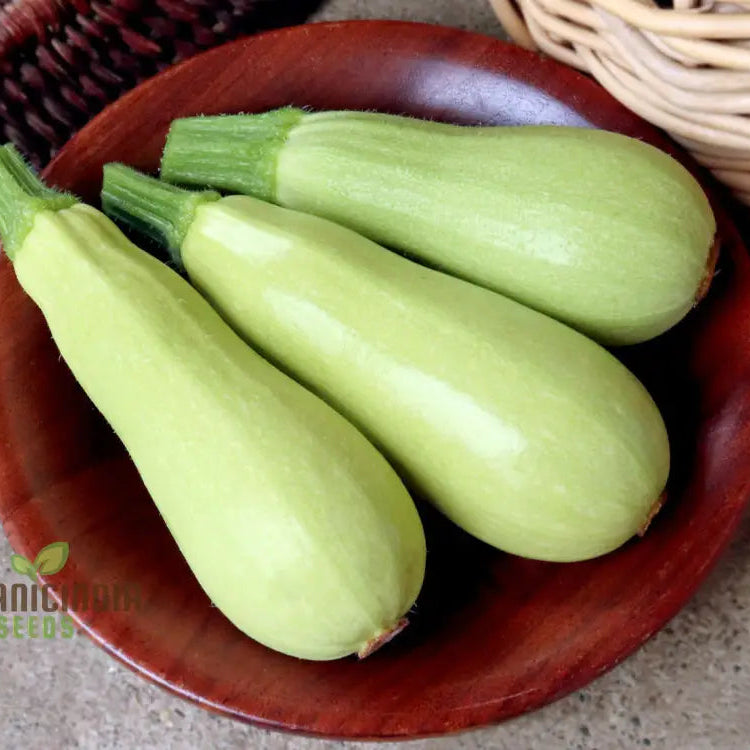 Zucchini - Grey (Lebanese) Seeds For Planting Premium Quality Gardening