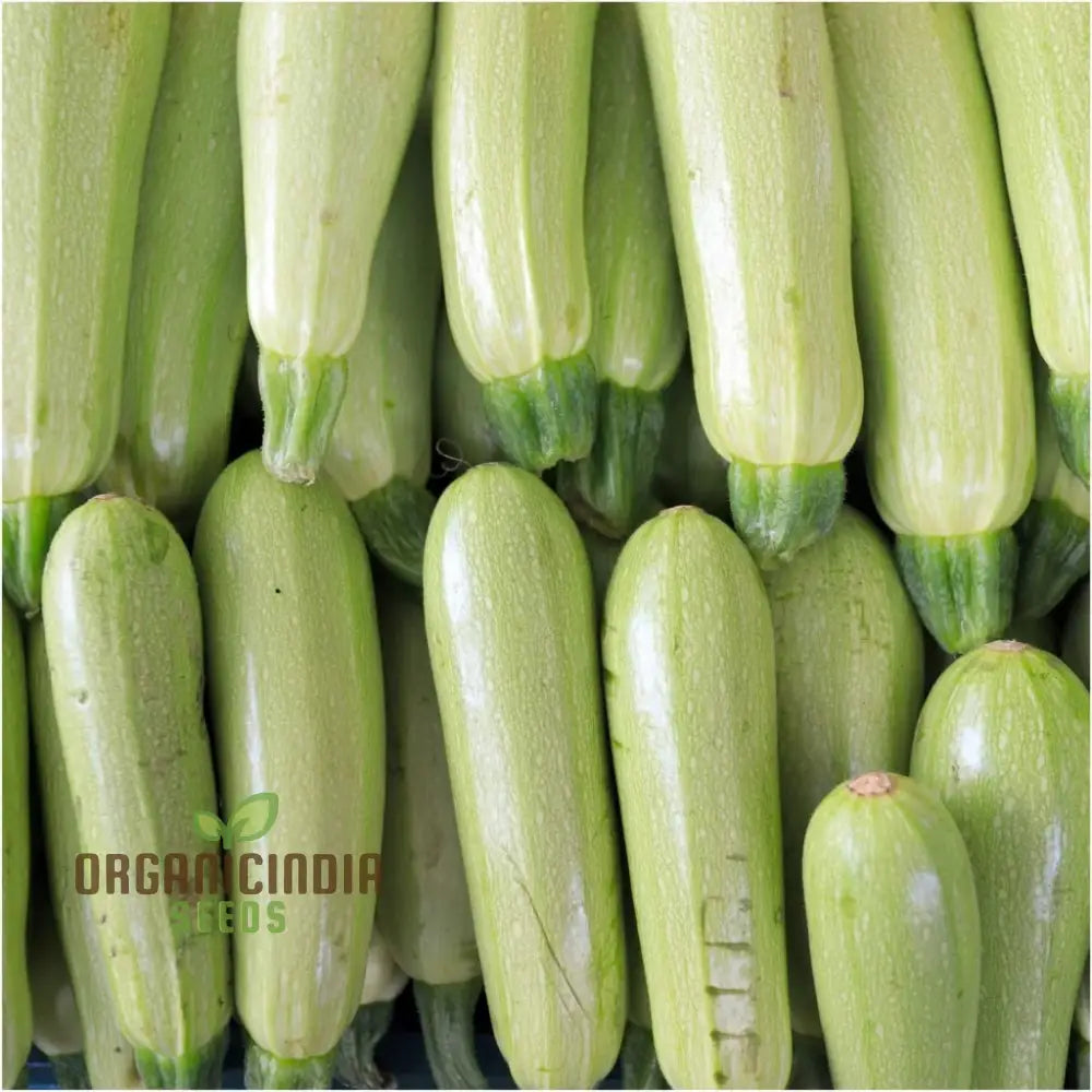 Zucchini - Grey (Lebanese) Seeds For Planting Premium Quality Gardening